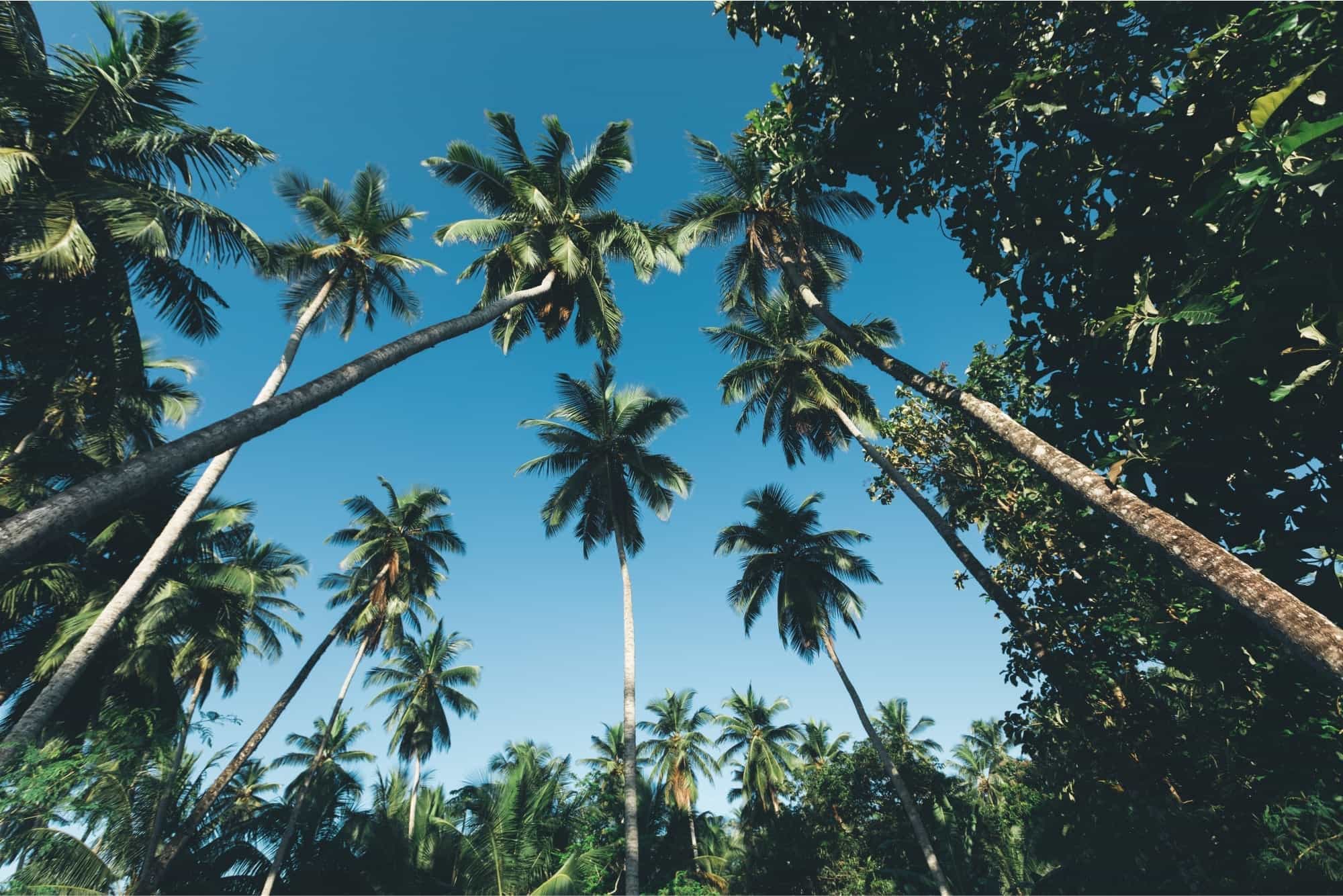 Indonesia coconut plantation