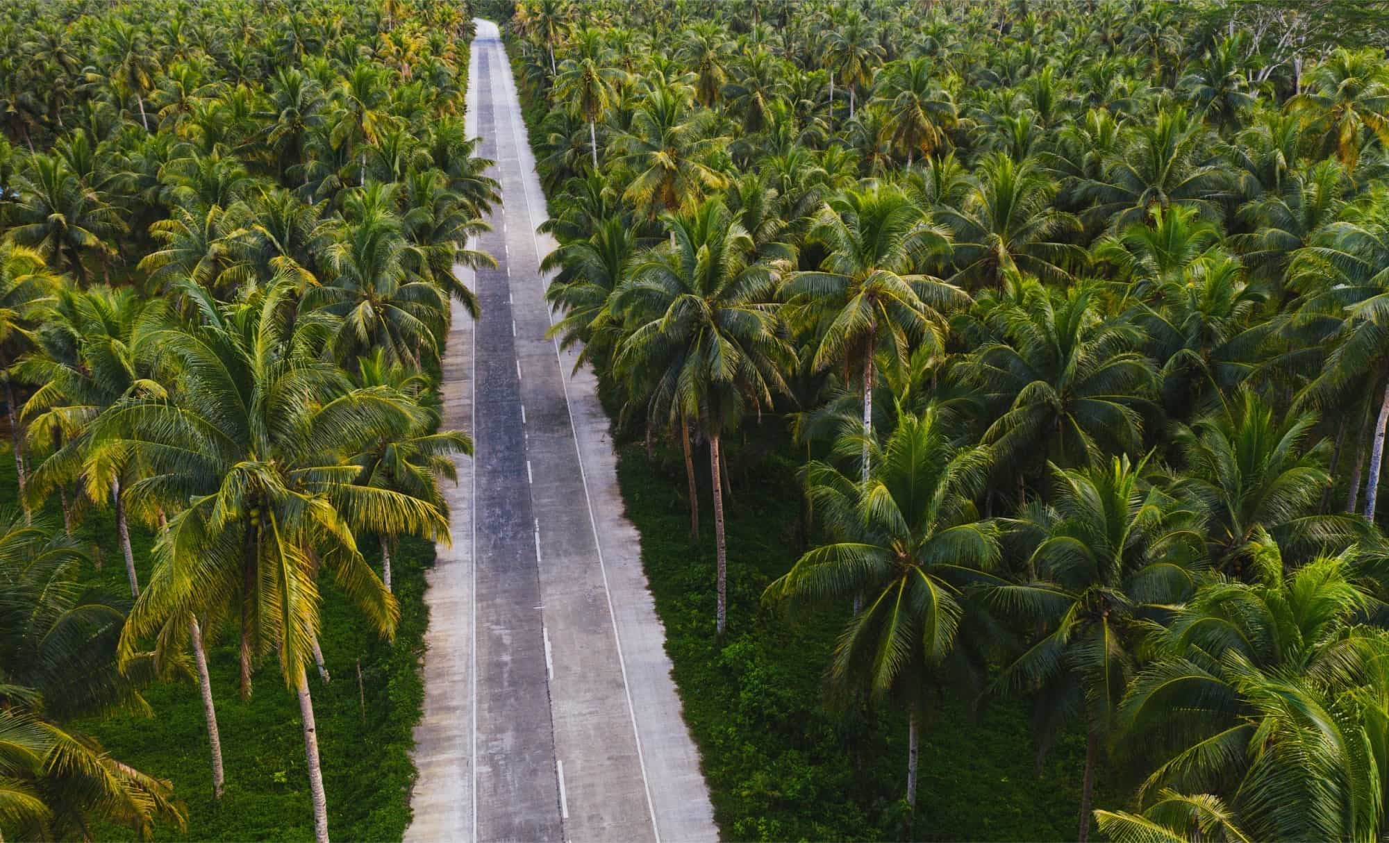 Indonesia coconut plantation